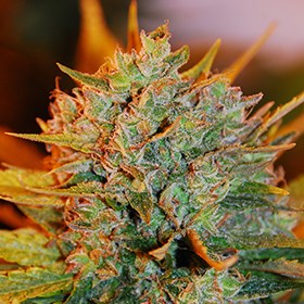 Gigabud-G13-Labs-Seeds-feminised-cannabis-seeds.jpg