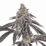 MAC-1-feminized-cannabis-seeds3.jpg