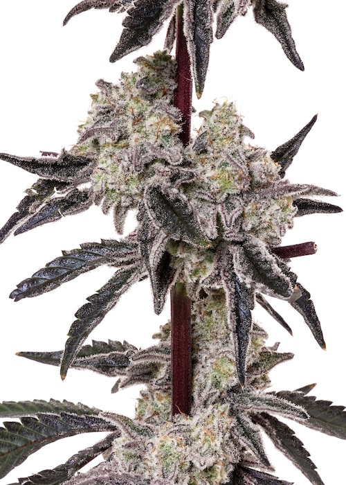 MAC-1-feminized-cannabis-seeds2.jpg