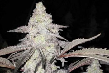 Love Cannabis -  Mac 1