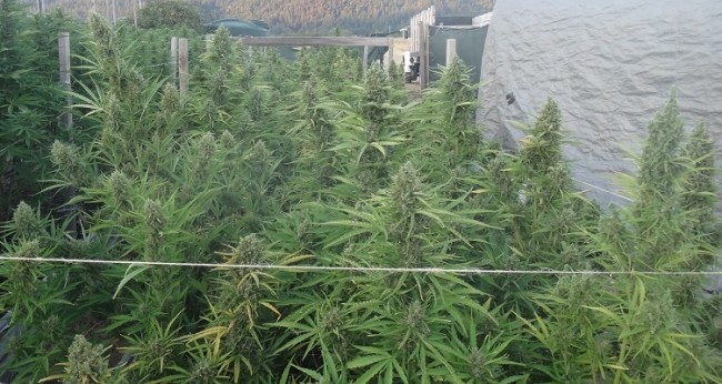 ace-seeds-auto-malawi-x-nl-autoflowering-feminised-cannabis-seeds-3.jpg