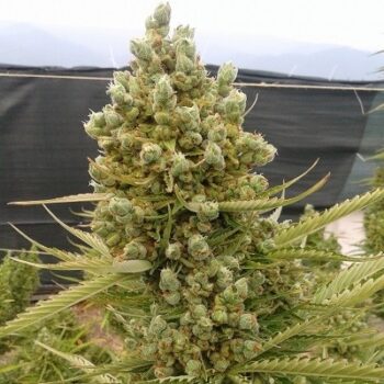 ACE Seeds Auto Malawi x NL Fem