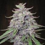 ace-seeds-bangi-haze-cannabis-seeds2.jpg