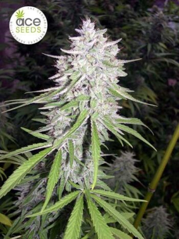 ACE Seeds Bangi Haze Fem