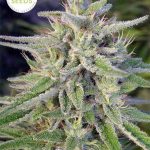 ace-seeds-bangi-haze-cannabis-seeds2.jpg