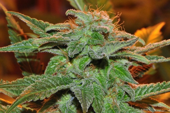 ace-seeds-bangi-haze-cannabis-seeds7.jpg