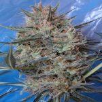 ace-seeds-congo-x-kali-china-feminised-cannabis-seeds.jpg