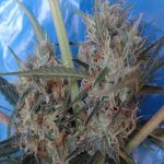 ace-seeds-congo-x-kali-china-feminised-cannabis-seeds.jpg