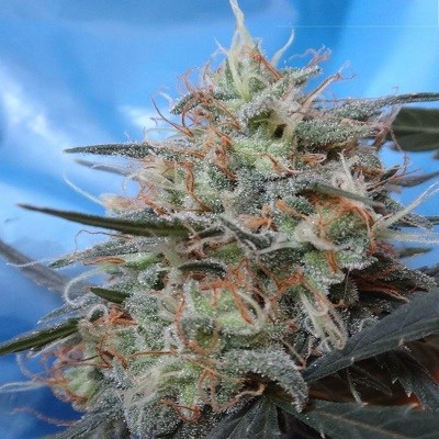 ace-seeds-congo-x-kali-china-feminised-cannabis-seeds.jpg