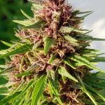 ace-seeds-erdpurt-regular-cannabis-seeds-4.jpg