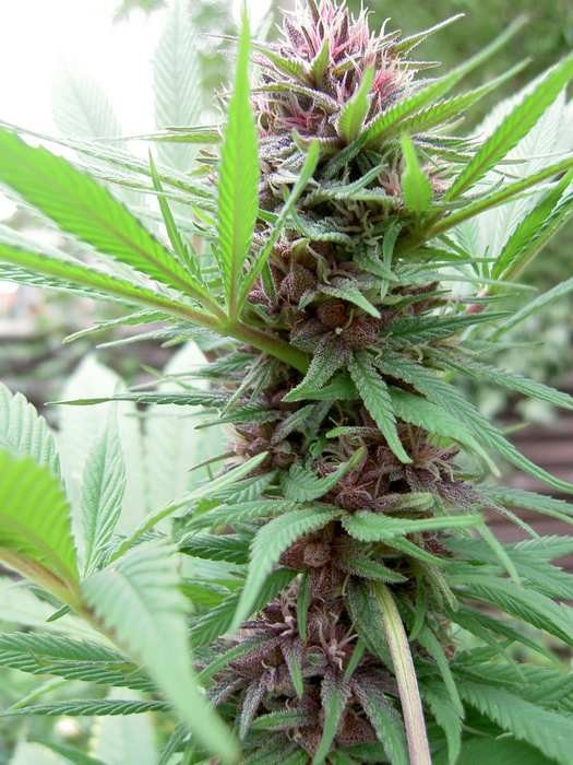 ace-seeds-erdpurt-regular-cannabis-seeds-5.jpg