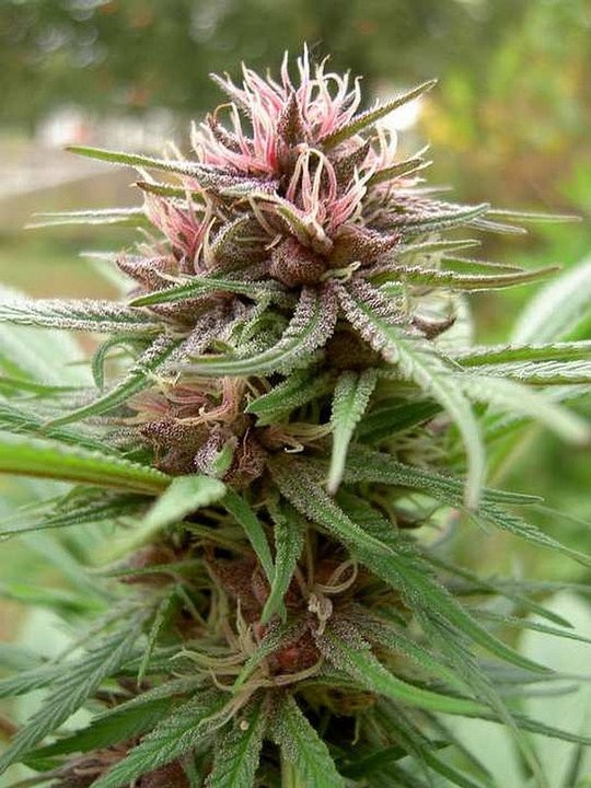 ace-seeds-erdpurt-regular-cannabis-seeds-6.jpg
