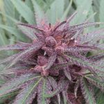 ace-seeds-erdpurt-regular-cannabis-seeds-4.jpg