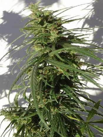ACE Seeds - Ethiopian Regular Cannabis Seeds