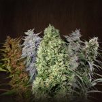 ACE Seeds - ACE Mix Regular Cannabis Seeds