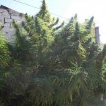 ace-seeds-golden-tiger-regular-cannabis-seeds-6.jpg
