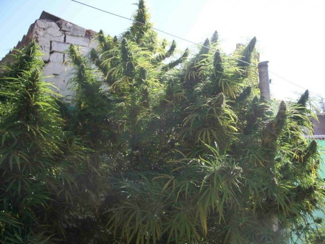 ace-seeds-golden-tiger-regular-cannabis-seeds-2.jpg