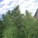 ace-seeds-golden-tiger-regular-cannabis-seeds-6.jpg