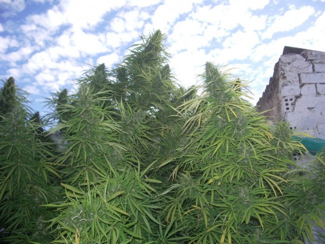 ace-seeds-golden-tiger-regular-cannabis-seeds-3.jpg