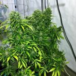 ace-seeds-golden-tiger-regular-cannabis-seeds-6.jpg