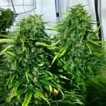 ace-seeds-golden-tiger-regular-cannabis-seeds-6.jpg