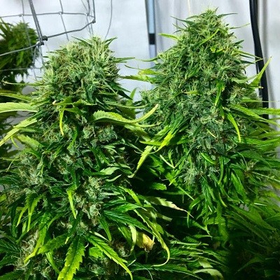 ace-seeds-golden-tiger-regular-cannabis-seeds-5.jpg