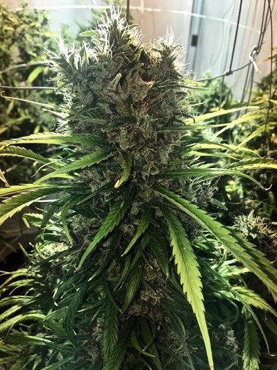 ace-seeds-golden-tiger-regular-cannabis-seeds-6.jpg