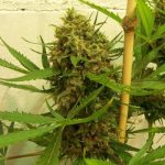 ace-seeds-golden-tiger-regular-cannabis-seeds-6.jpg