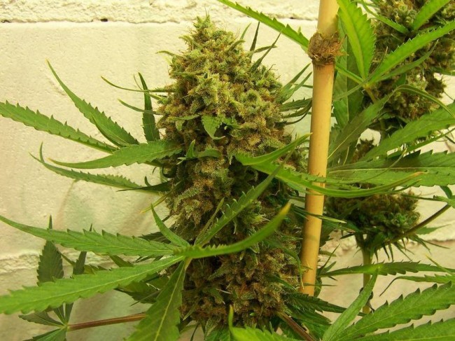 ace-seeds-golden-tiger-regular-cannabis-seeds-7.jpg