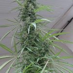 ace-seeds-golden-tiger-regular-cannabis-seeds-6.jpg