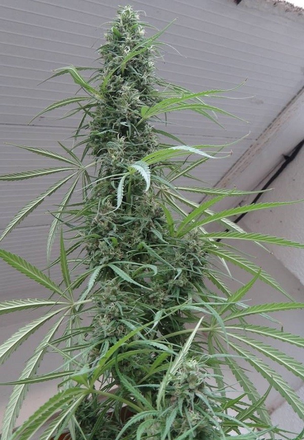 ace-seeds-golden-tiger-regular-cannabis-seeds-8.jpg