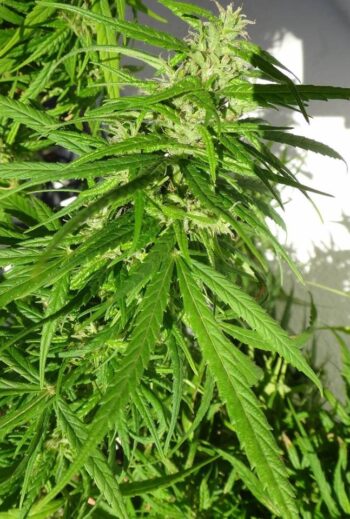ACE Seeds - Green Haze Regular Cannabis Seeds