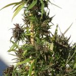 ACE Seeds - Honduras Regular Cannabis Seeds
