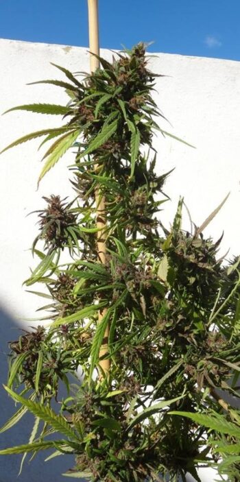 ACE Seeds - Honduras Regular Cannabis Seeds