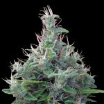 ace-seeds-lebanese-regular-cannabis-seeds-5.jpg