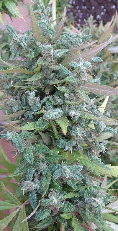 ace-seeds-lebanese-regular-cannabis-seeds-3.jpg