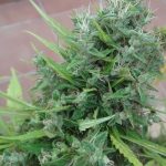 ACE Seeds - Lebanese Regular Cannabis Seeds