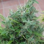 ace-seeds-lebanese-regular-cannabis-seeds-5.jpg