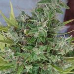 ace-seeds-lebanese-regular-cannabis-seeds-5.jpg