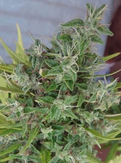 ace-seeds-lebanese-regular-cannabis-seeds-7.jpg