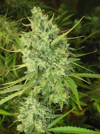 ACE Seeds - Malawi Regular Cannabis Seeds
