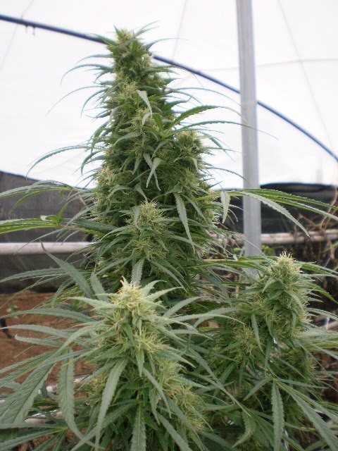 ace-seeds-malawi-regular-cannabis-seeds-4.jpg
