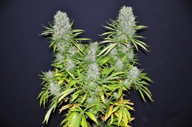 ace-seeds-malawi-regular-cannabis-seeds-6.jpg