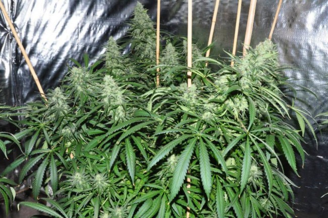 ace-seeds-malawi-regular-cannabis-seeds-7.jpg