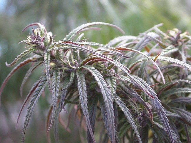 ace-seeds-oldtimers-haze-regular-cannabis-seeds-2.jpg