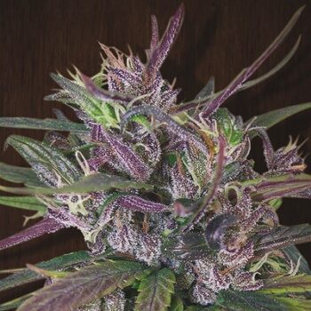 ACE Seeds - Oldtimers Haze Regular Cannabis Seeds