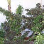 ace-seeds-oldtimers-haze-regular-cannabis-seeds.jpg