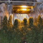 ace-seeds-orient-express-regular-cannabis-seeds.jpg