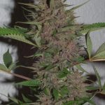 ace-seeds-pakistani-chitral-kush-regular-cannabis-seeds-3.jpg