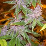 ace-seeds-pakistani-chitral-kush-regular-cannabis-seeds-3.jpg